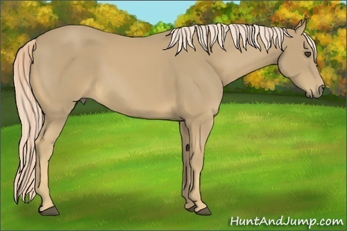Horse Color:Palomino Rabicano 