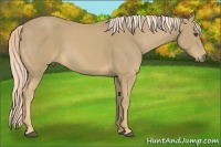 Horse Color:Palomino Rabicano