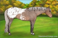Horse Color:Silver Brown Appaloosa 