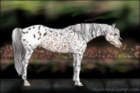 Horse Color:Brown Appaloosa 