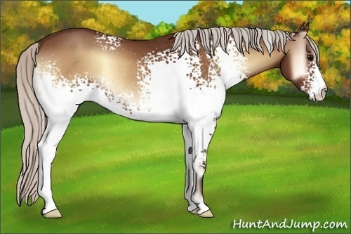 Horse Color:White Spotted Silver Bay Onyx Rabicano 