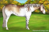 Horse Color:White Spotted Silver Bay Onyx Rabicano 