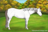 Horse Color:White Spotted Liver Chestnut Varnish