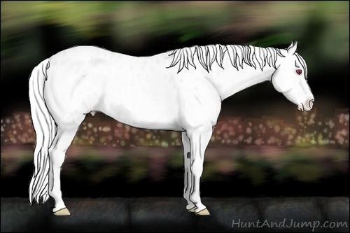 Horse Color:Silver Amber Champagne Chinchilla Roan Onyx Blanket