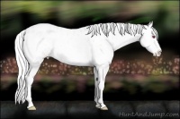 Horse Color:Silver Amber Champagne Chinchilla Roan Onyx Appaloosa
