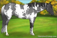 Horse Color:White Spotted Smoky Blue Roan Rabicano
