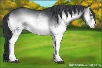 Horse Color:White Spotted Brown Chinchilla Onyx