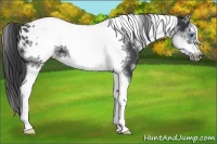 Horse Color:White Spotted Black Splash Tobiano Frame Appaloosa 