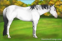 Horse Color:Sable Champagne Chinchilla Tobiano