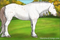 Horse Color:Sable Champagne Sabino Tobiano Appaloosa  and Sable Champagne Sabino Tobiano Appaloosa 