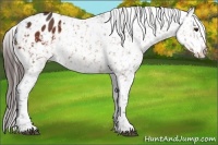 Horse Color:Bay Appaloosa 