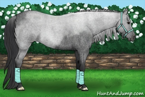 Horse Color:Blue Roan