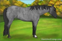 Horse Color:Blue Roan 
