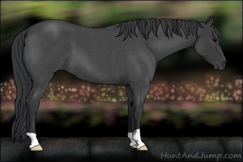 Horse Color:Blue Roan 