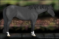 Horse Color:Blue Roan 