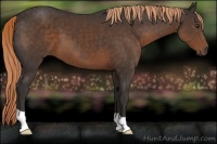 Horse Color:Liver Chestnut