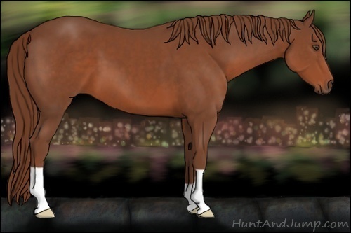 Horse Color:Chestnut 
