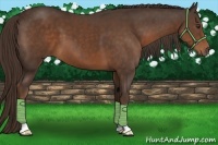 Horse Color:Liver Chestnut 