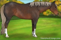 Horse Color:Liver Chestnut 