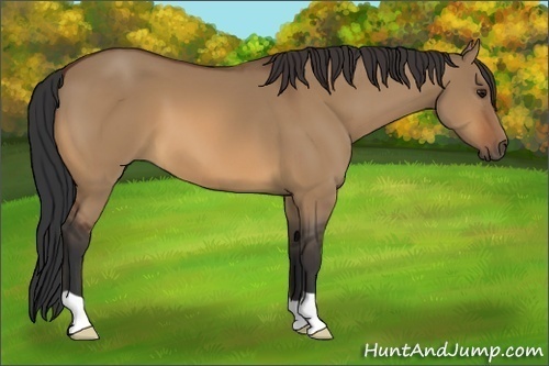 Horse Color:Bay Dun 