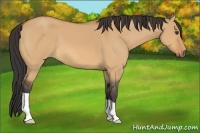 Horse Color:Bay Dun