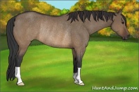 Horse Color:Brown Dun Rabicano