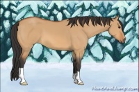 Horse Color:Bay Dun