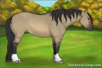 Horse Color:Brown Dun 