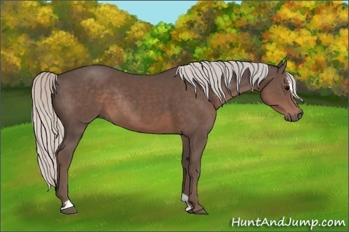 Horse Color:Silver Black Sabino Rabicano 