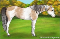 Horse Color:White Spotted Bay Dun Splash and White Spotted Bay Dun Splash