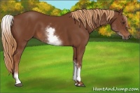 Horse Color:White Spotted Chestnut Sabino 