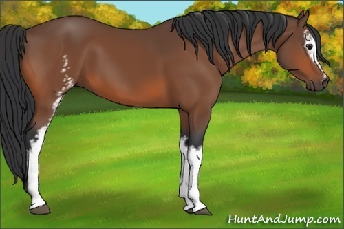 Horse Color:White Spotted Bay 
