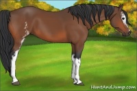 Horse Color:White Spotted Bay 