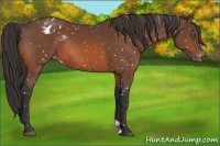 Horse Color:Bay Appaloosa 