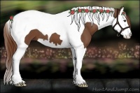 Horse Color:Chestnut Splash Tobiano