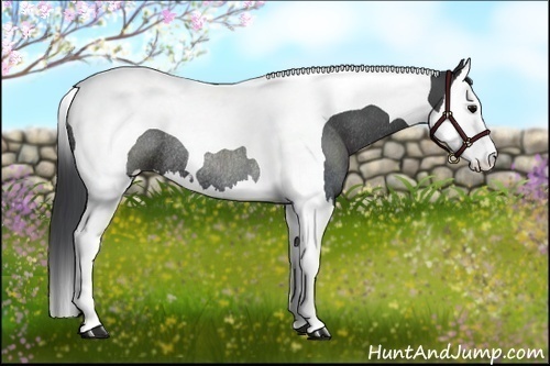 Horse Color:Black Splash Tobiano Rabicano