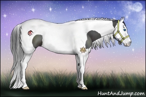 Horse Color:Black Splash Tobiano
