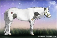 Horse Color:Black Splash Tobiano