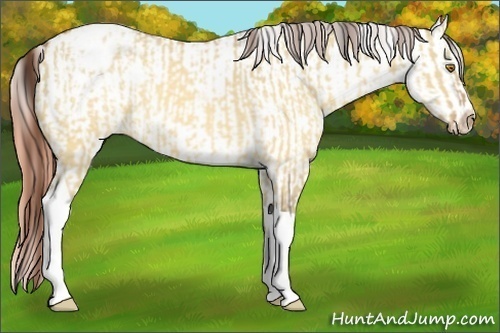 Horse Color:Sable Champagne Dun Sabino Tobiano Blanket and Sable Champagne Dun Sabino Tobiano Blanket