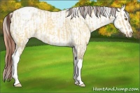 Horse Color:Sable Champagne Dun Sabino Tobiano Appaloosa and Sable Champagne Dun Sabino Tobiano Appaloosa