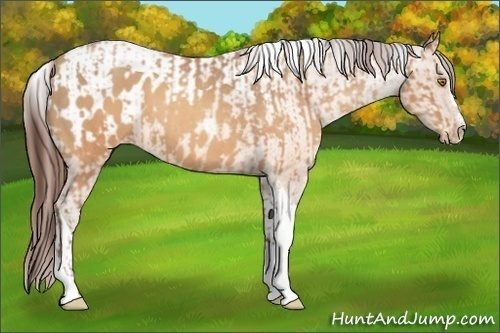 Horse Color:Sable Champagne Sabino Tobiano Varnish and Sable Champagne Sabino Tobiano Blanket