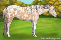 Horse Color:Sable Champagne Sabino Tobiano Varnish  and Sable Champagne Sabino Tobiano Blanket 