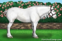 Horse Color:Liver Red Dun Splash Tobiano Snowcap 