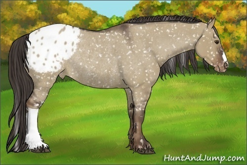 Horse Color:Liver Red Dun Roan Appaloosa Rabicano