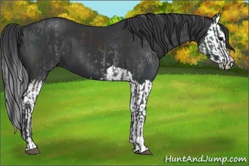 Horse Color:Black and Black Splash