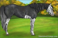 Horse Color:Black and Black Splash