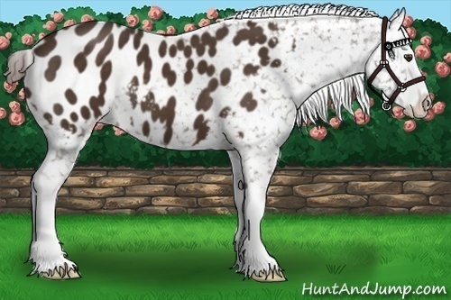 Horse Color:Liver Chestnut Sabino Splash Appaloosa 