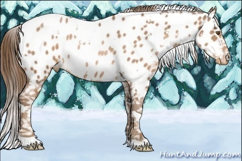 Horse Color:White Spotted Brown Pearl Appaloosa Rabicano 