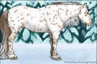 Horse Color:White Spotted Brown Pearl Near Leopard Rabicano 
