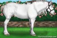 Horse Color:Liver Chestnut Sabino 